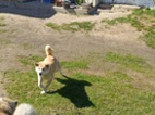 Akita-Inu