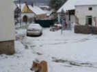 Akita-Inu