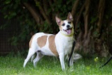 Jack Russell teriér
