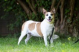 Jack Russell teriér