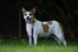 Jack Russell teriér