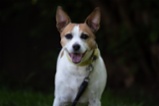 Jack Russell teriér