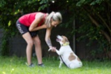 Jack Russell teriér