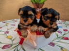Yorkshire terrier bez PP