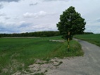 zelená pšenice