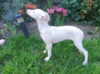 Whippet /Vipet/ - pejsek bez pp