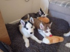 Sibiřský Husky s PP