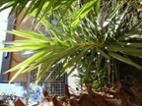 Yucca