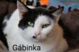 Kočka domácí