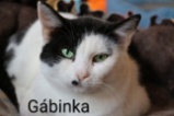 Kočka domácí