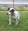 Jack Russell teriér