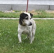 Jack Russell teriér