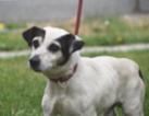 Jack Russell teriér