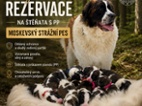 Moskevský strážní pes