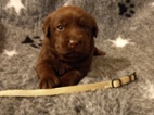 Labradorský Retrievr