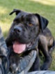 Italský corso pes (Cane Corso)