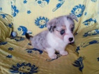 Welsh Corgi-pejsek