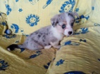 Welsh Corgi-pejsek