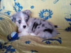Welsh Corgi-pejsek