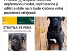 Cane corso Greisí