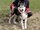 Sibiřský hasky