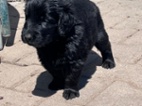 Flat coated retriever s PP černý pejsek