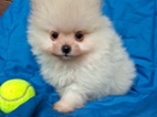 Pomeranian-štěňátka