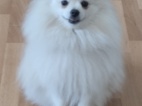 Štěně pomerian