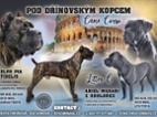 Štěňátka Cane Corso