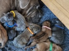 Štěňátka Cane Corso
