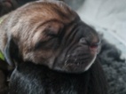 Štěňátka Cane Corso