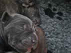 Štěňátka Cane Corso