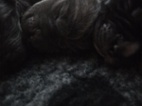 Štěňátka Cane Corso