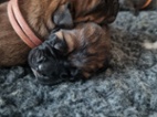 Štěňátka Cane Corso