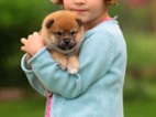 Shiba-inu - Cheb