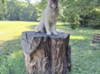 Zlatý retriever / fena / 18 měsíců