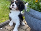 Kavalír King Charles španěl