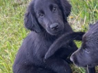Flat coated retriever s PP pejsek