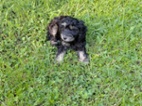 Cockapoo