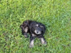 Cockapoo