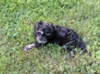 Cockapoo