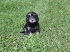 Cockapoo