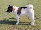 Americká akita