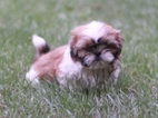 Štěňátka Shih-tzu bez PP