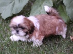 Štěňátka Shih-tzu bez PP