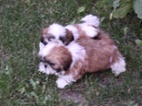 Štěňátka Shih-tzu bez PP