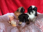 Shih-tzu