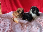 Shih-tzu