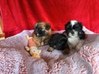 Shih-tzu