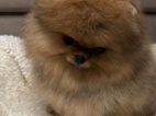 Nabízím k prodeji štěňata pomeranian